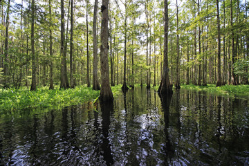Fototapeta na wymiar Cypress trees reflected on the still waters of Fisheating Creek, Florida.