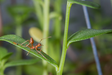 weaver red ant and small ant on green leaf