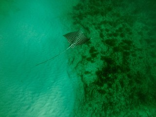 Eagle Ray Costa Rica