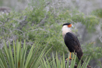 Caracara cheriway