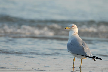 Post Card