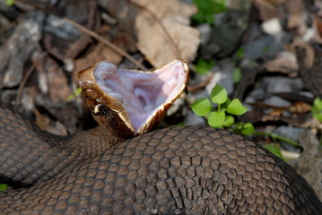 Cottonmouth Display