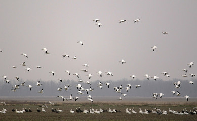 Snow Geese in Rice Fields of Central Arkansas on Foggy Overcast Day
