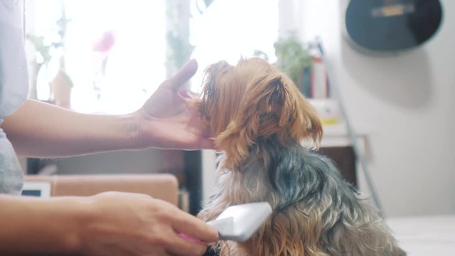 woman brushing her dog. dog funny video. girl combing a little shaggy dog pet care.woman using a comb brush Yorkshire Terrier. friendship and care for lifestyle pets dogs concept