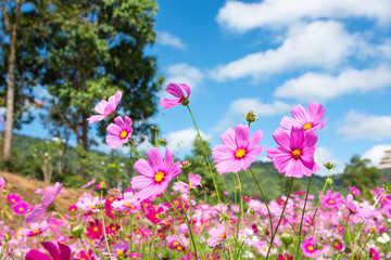 Obraz na płótnie Canvas Beautiful pink flowers on the grass in the bright sky.