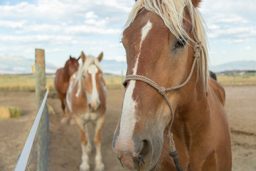 Three horses by the fence. Focus on front horse.