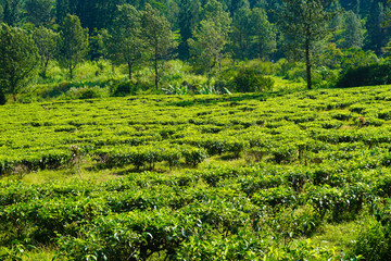 tea plantations with tree as background in distance in puncak bogor