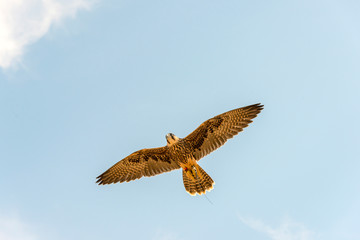 Lanner Falcon in flight