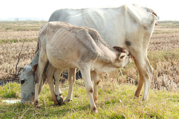 cow brestfeeding