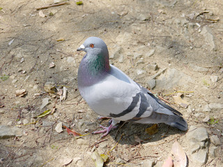 はと