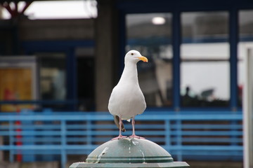 Seagull bird perched on blue and gray steel metal fence post at public pier or wharf. 