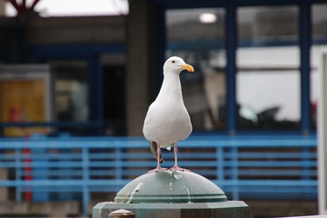 Seagull bird perched on blue and gray steel metal fence post at public pier or wharf. 