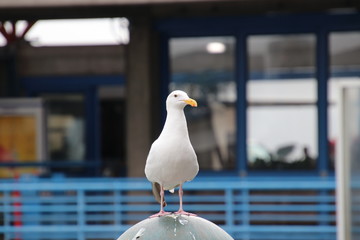 Seagull bird perched on blue and gray steel metal fence post at public pier or wharf. 