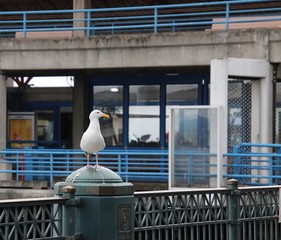 Seagull bird perched on blue and gray steel metal fence post at public pier or wharf. 