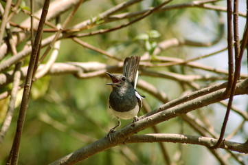 singing robin bird on a branch