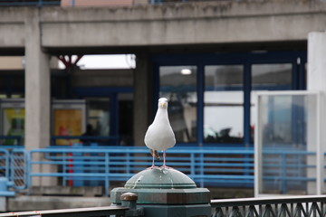 Seagull bird perched on blue and gray steel metal fence post at public pier or wharf. 