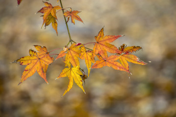 Autumn Leaves in Japan