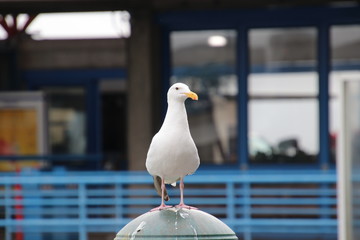 Seagull bird perched on blue and gray steel metal fence post at public pier or wharf. 