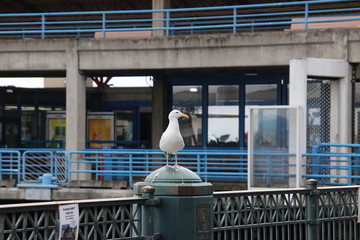 Seagull bird perched on blue and gray steel metal fence post at public pier or wharf. 