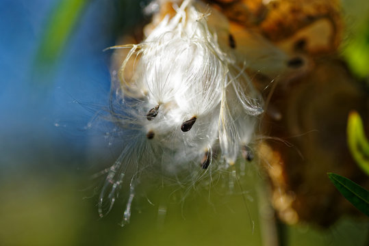 Seed dispersal, seeds on silky threads burst from a seed pod