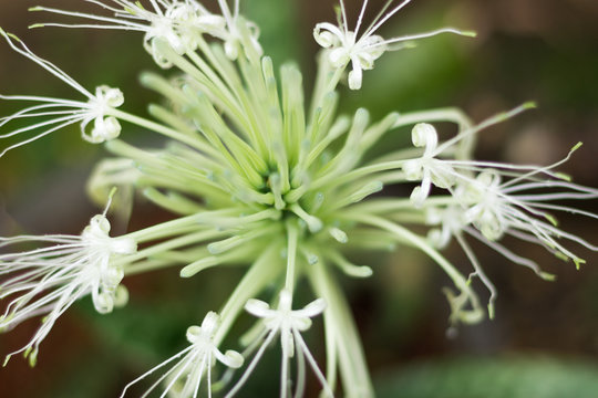 Flor de espada de s&atilde;o jorge