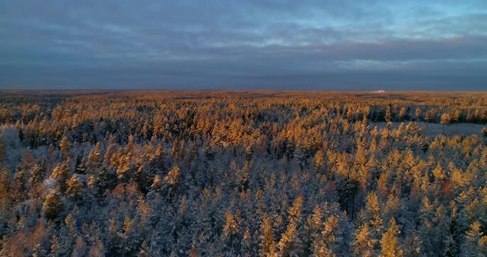 Scandinavian winter forest, C4k aerial, descending, drone shot, over last sun flares, hitting the first snow covered trees, on a sunny, autumn evening, in Uusimaa, Finland