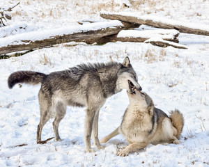 Tundra Wolf Demonstrating Submissive Behavior to Male Alpha in the Winter Snow