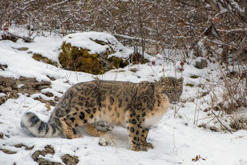 Snow-encrusted Snow Leopard Prowling through the Brush
