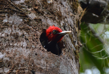 Woodpecker