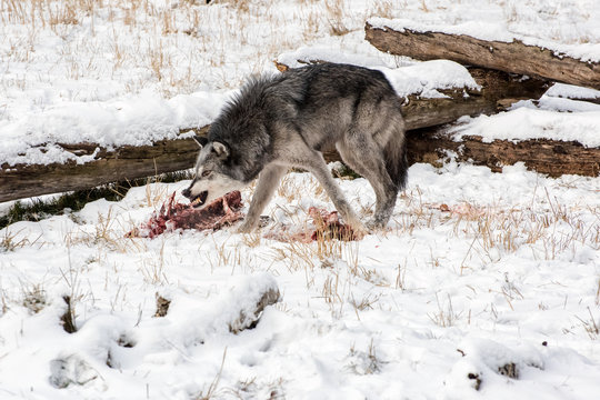 Tundra Wolf Snarling over an Elk Carcass in the Snow