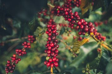 cherry coffee Good quality red coffee beans exuberant coffee tree