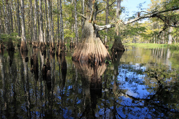 Cypress trees reflected on the still waters of Fisheating Creek, Florida.