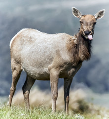 Tule Elk (Cervus canadensis nannodes) adult cow grazing. Tomales Point Elk Preserve, Point Reyes National Seashore, Marin County, California, USA.