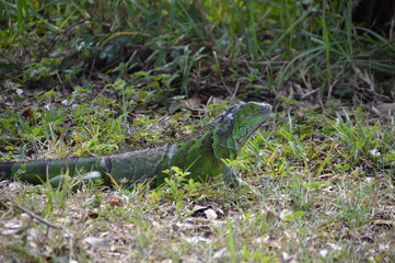 Leguan