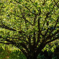 big tree with green leaves close look.