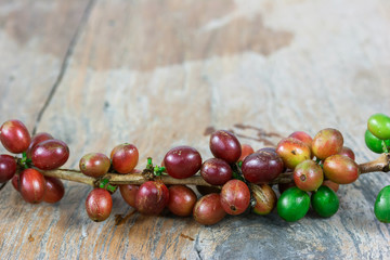 Fresh coffee bean on tree from Thailand garden
