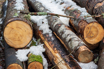 Holzst&auml;mme mit ein wenig Schnee als Hintergrund