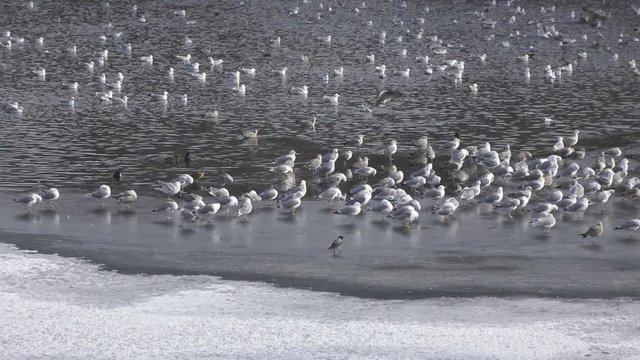 great black-backed gull (Larus marinus),European herring gull (Larus argentatus) and ducks on ice and in lake water in winter day