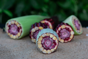 Fresh Purple corn fruit from Thailand garden  
