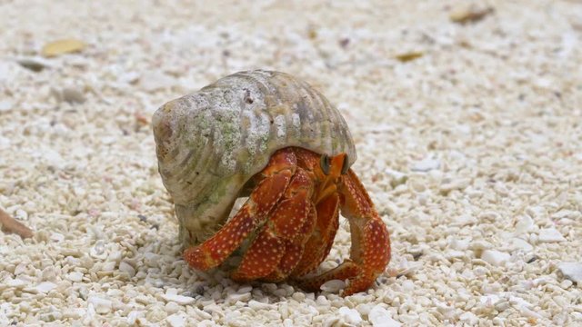 Macro, DOF small bright red crab comes out of its shell and roams around the untouched sandy shore of Aitutaki