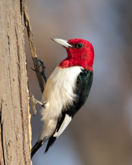 Red-headed woodpecker (Melanerpes erythrocephalus) close up, Iowa, USA.