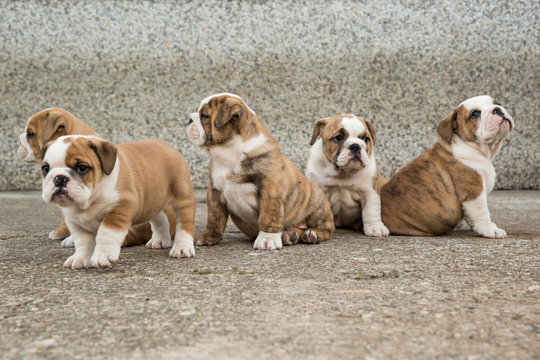Cute English Bulldog Puppies 