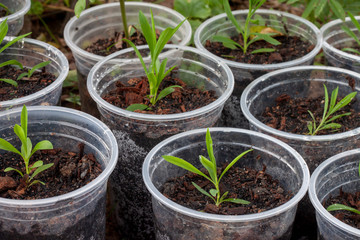 Pink or Dianthus Nursery in plastic glass.