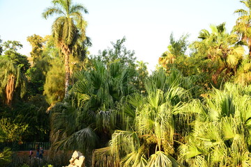  Nile river in Cairo Egypt during the day with boats running and high building surrounding river banks