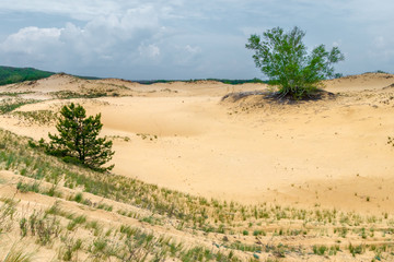 The group aspen trees among the sandy desert. The desertification ecological problem concept