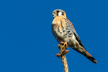 American Kestrel on a tree top