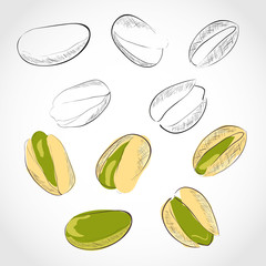 Pistachio. Color and black-and-white image. Nut. Dried. Sketch