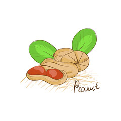 Peanut. Group. On a white background. Sketch