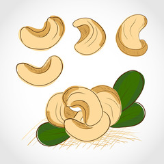 Cashew nut. Dried. Set. Sketch.