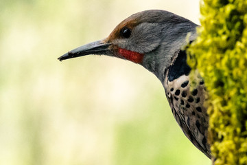 Male Northern Flicker close-up